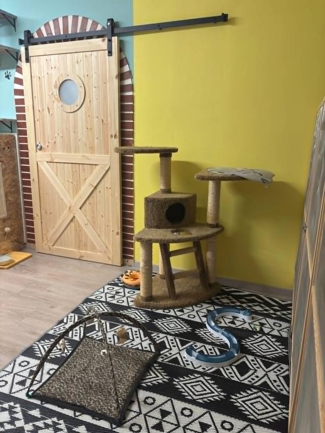 Cica a panzióban